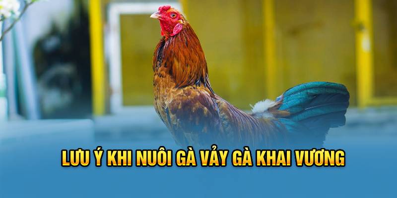 Lưu ý khi nuôi chiến kê có vảy khai vương